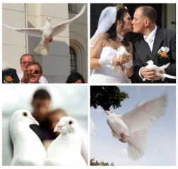 galambröptetés kézből galambröptetés kézből